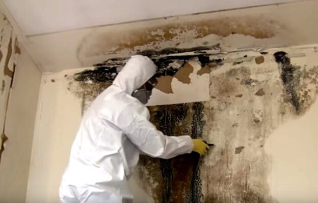 mold inspection